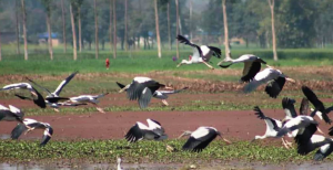 संरक्षणको प्रतीक्षामा पर्यापर्यटनको अनुपमस्थल पुरैनी ताल